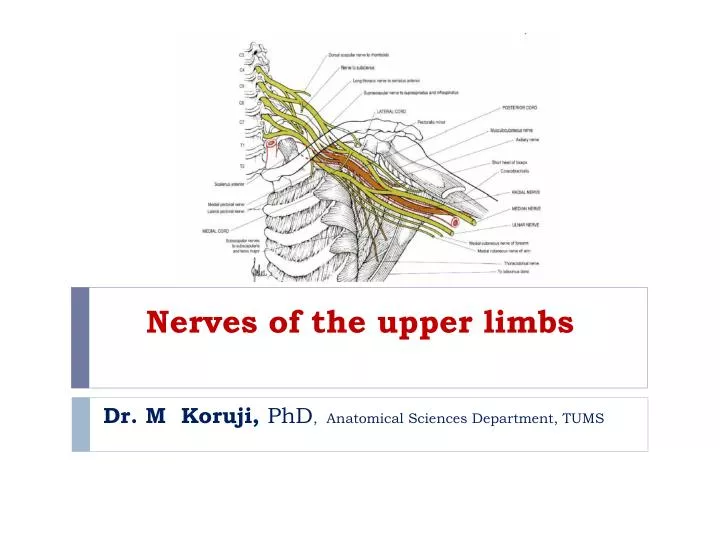 nerves of the upper limbs