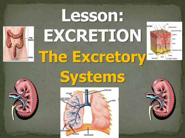 the excretory systems