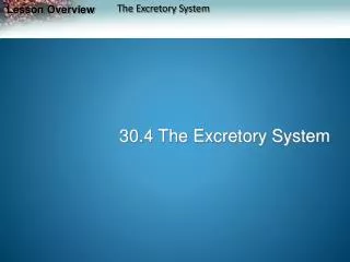 30.4 The Excretory System
