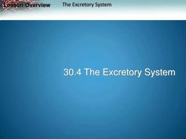 30 4 the excretory system