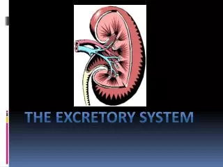 The Excretory SyStem