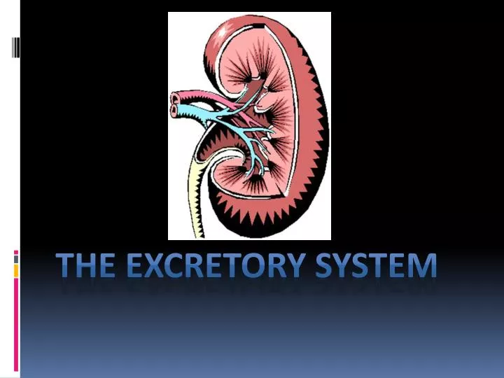 the excretory system