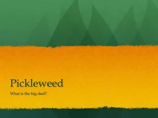 Pickleweed