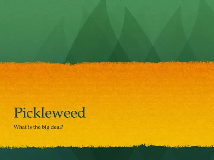 pickleweed