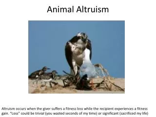 Animal Altruism