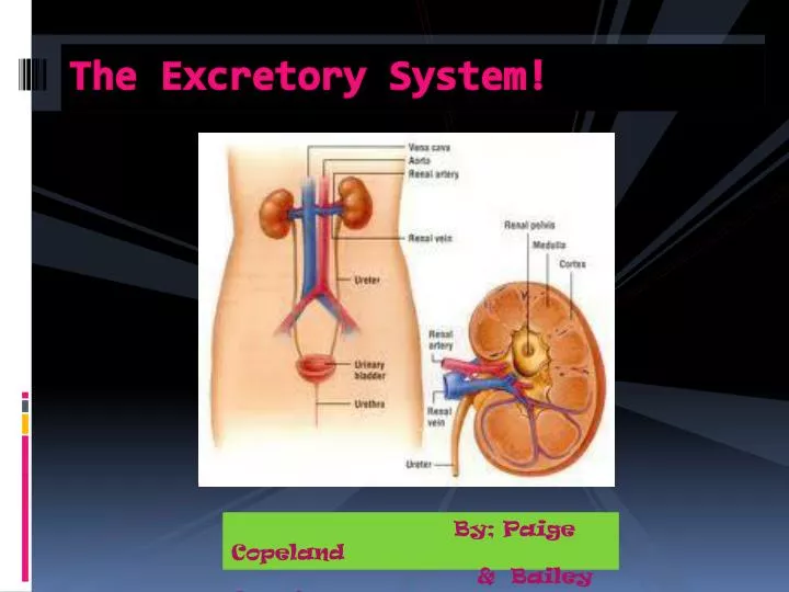 the excretory system