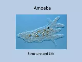 Amoeba