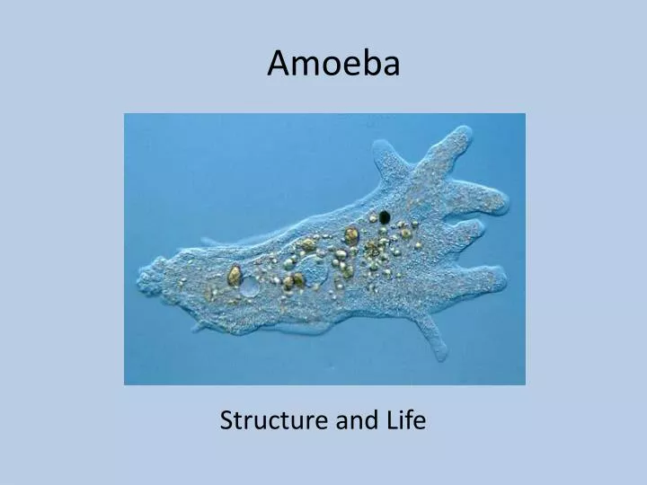 protista amoeba