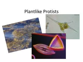 Plantlike Protists