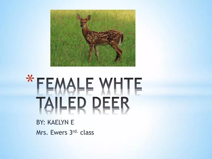 female whte tailed deer