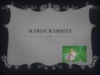 Marsh Rabbits