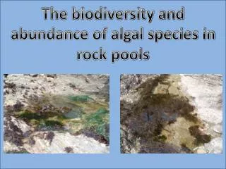 The biodiversity and abundance of algal species in rock pools