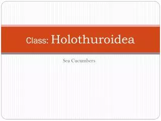 Class: Holothuroidea