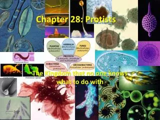 Chapter 28: Protists