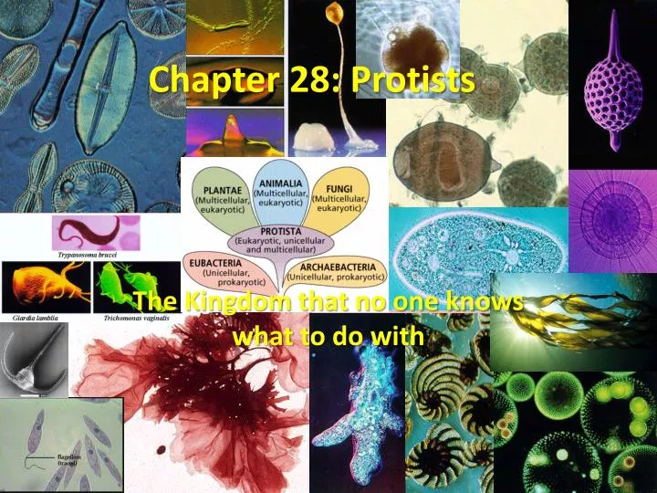 chapter 28 protists