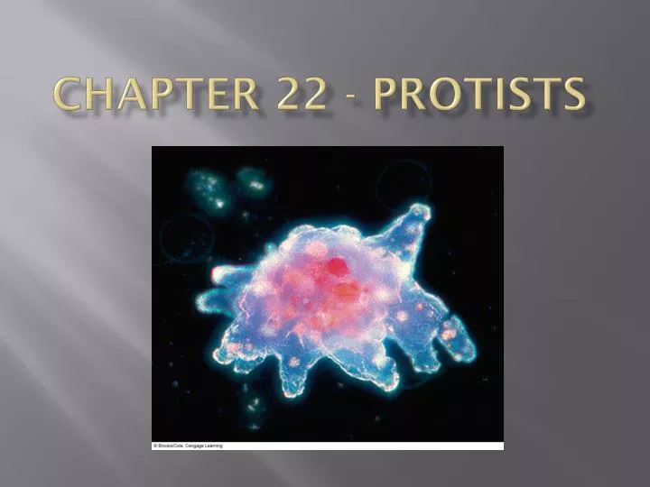 chapter 22 protists