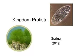 Kingdom Protista