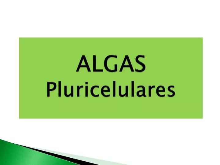 alg as pluricelulares
