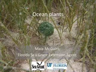 Ocean plants