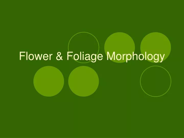 flower foliage morphology