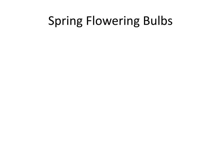 spring flowering bulbs