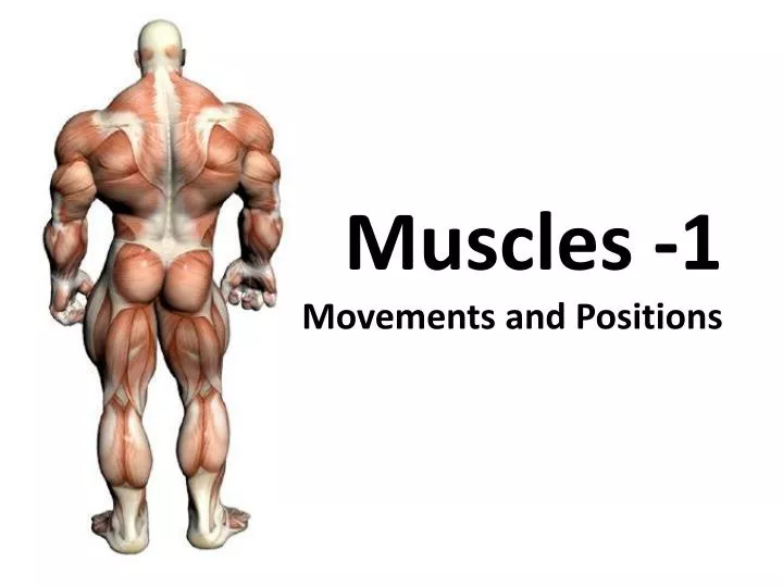 muscles 1 movements and positions