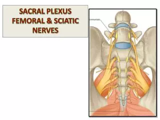 SACRAL PLEXUS FEMORAL &amp; SCIATIC NERVES