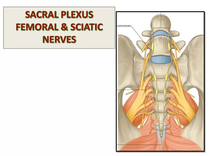 sacral plexus femoral sciatic nerves
