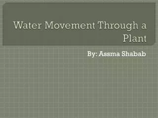 Water Movement Through a Plant