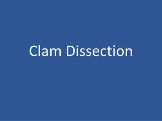 Clam Dissection