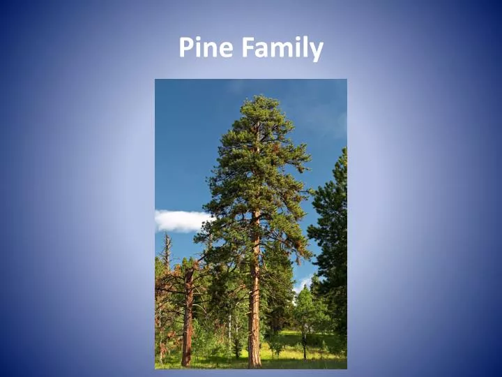 pine family