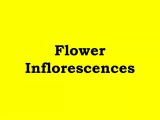 Flower Inflorescences