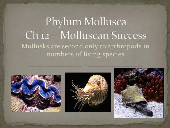 phylum mollusca ch 12 molluscan success