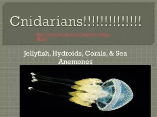 Cnidarians!!!!!!!!!!!!!!