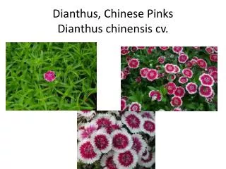 Dianthus, Chinese Pinks Dianthus chinensis cv.