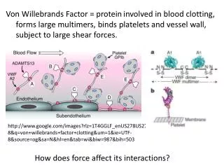 Von Willebrands Factor = protein involved in blood clotting,