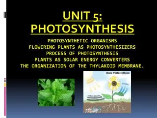 UNIT 5: PHOTOSYNTHESIS