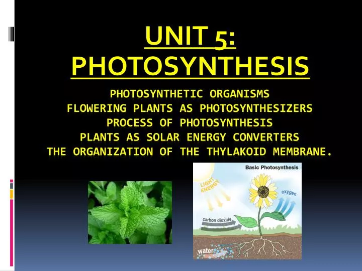 unit 5 photosynthesis
