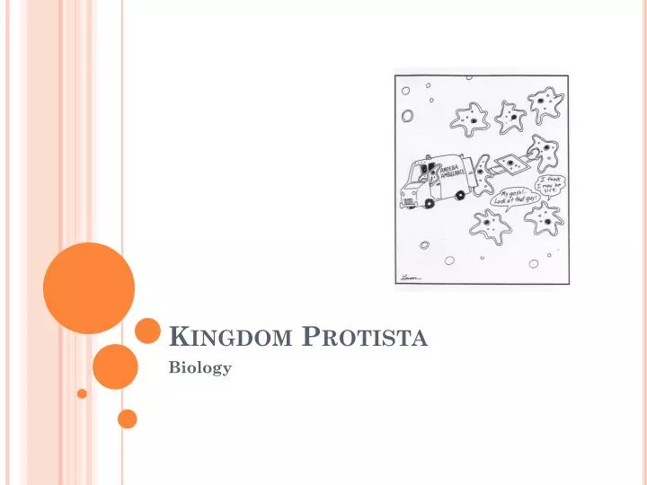 kingdom protista