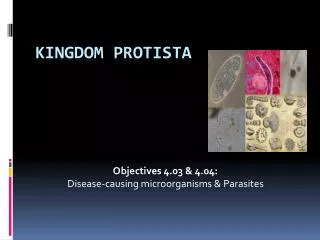 Kingdom Protista