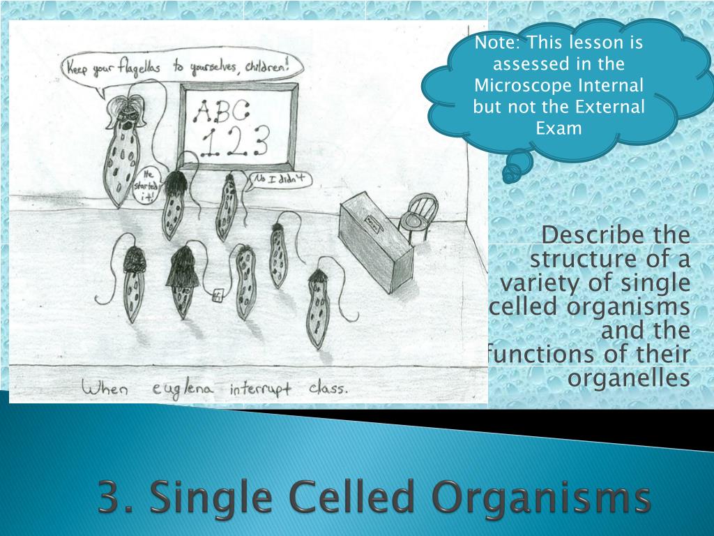 PPT - 3. Single Celled Organisms PowerPoint Presentation, free download ...