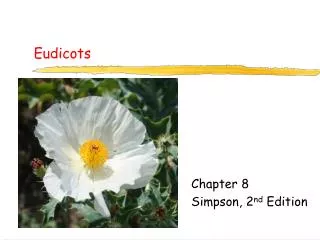 Eudicots