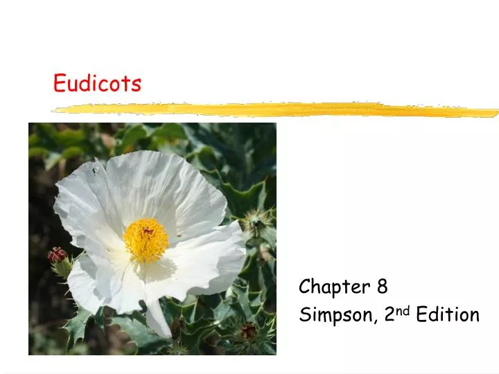 eudicots