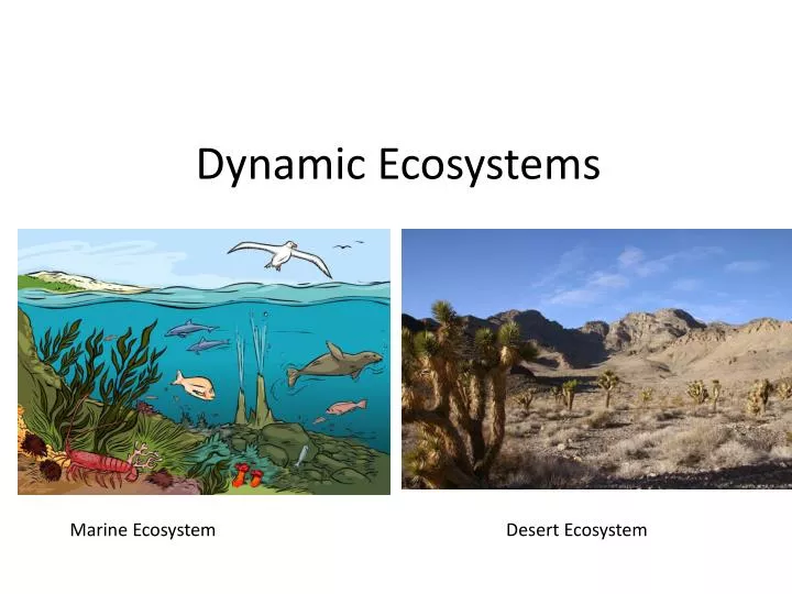 dynamic ecosystems