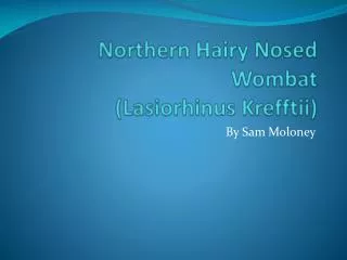 Northern Hairy Nosed Wombat (Lasiorhinus Krefftii)