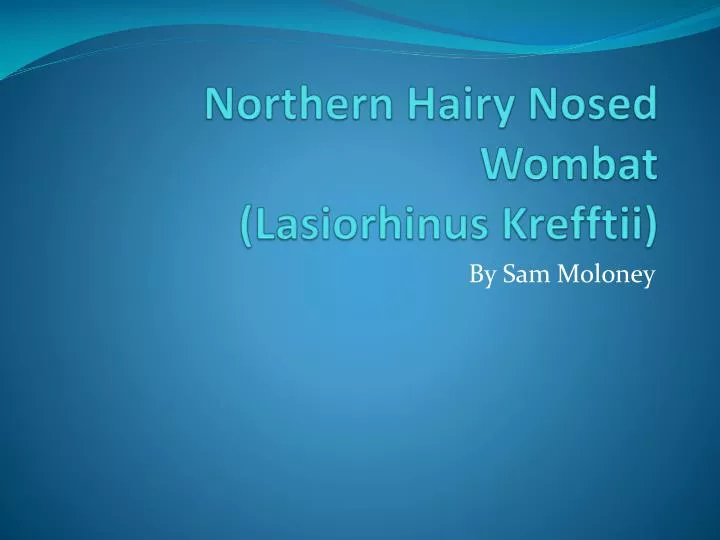 northern hairy nosed wombat lasiorhinus krefftii