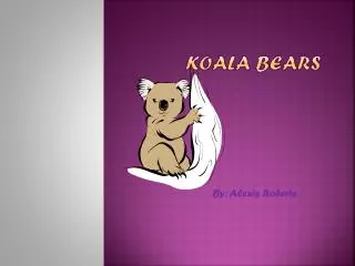 Koala Bears