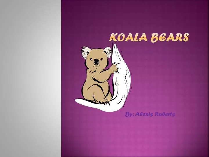 koala bears