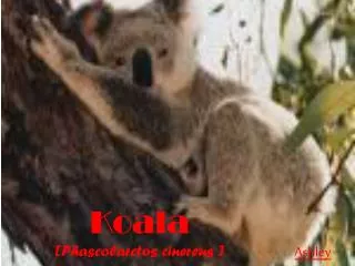 Koala [ Phascolarctos cinereus ]