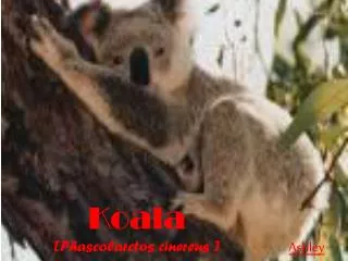 koala phascolarctos cinereus